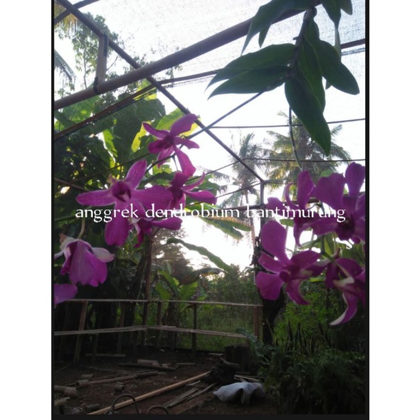 anggrek dendrobium bantimurung