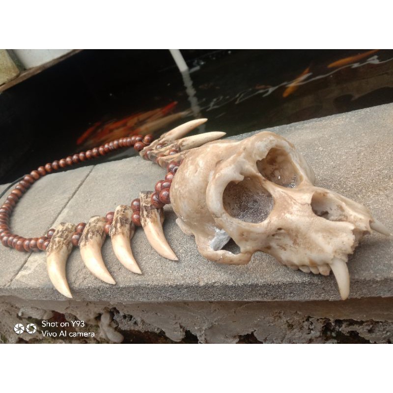 kalung etnik taring macan / taring babi liontin tengkorak kepala monyet aksesoris
