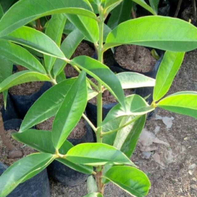 Entres jambu jamaika