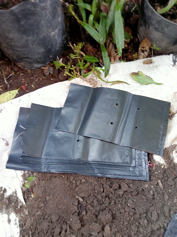 Polibag Tanaman I Plastik Polybag Polibek Polibeg Poliback Pollybag Polybak Besar Polybag 35x35