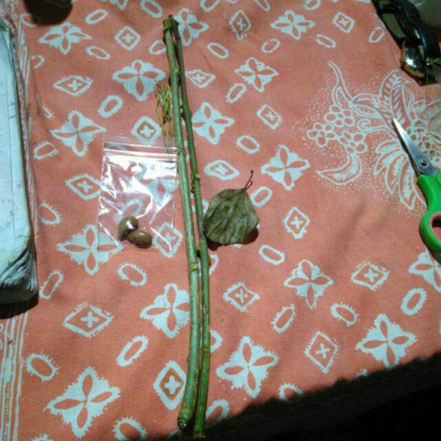 4 Stek Batang Atau Bibit/tanaman Cincau Hijau Banyak Manfaat