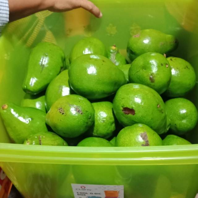 

Alpukat mentega