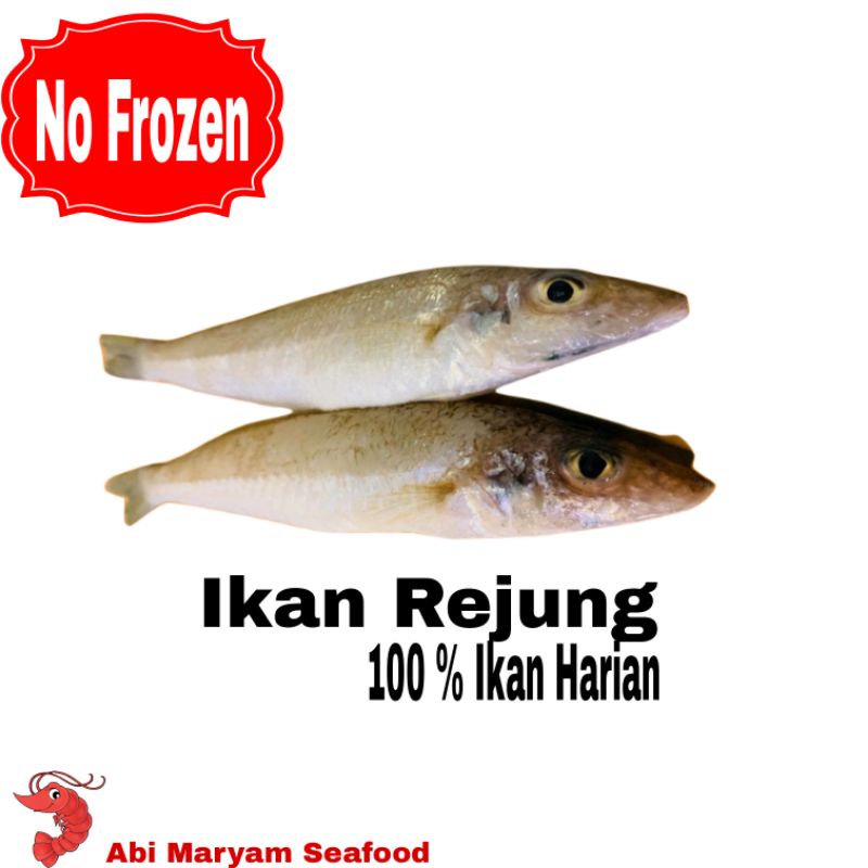 

Ikan Rejung Fresh Berkualitas 1kg