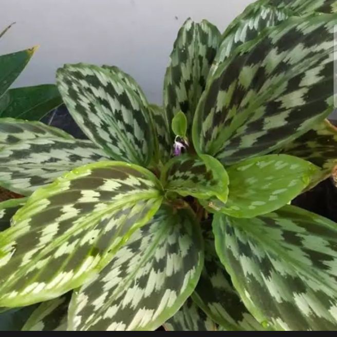 Bunga Kalatea Calathea Sayap Elang Kaempferia Cantik Murah Berkualitas