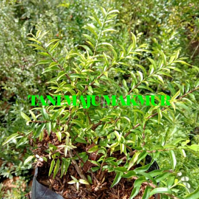 bibit Bahan bonsai anting putri micro / mikro