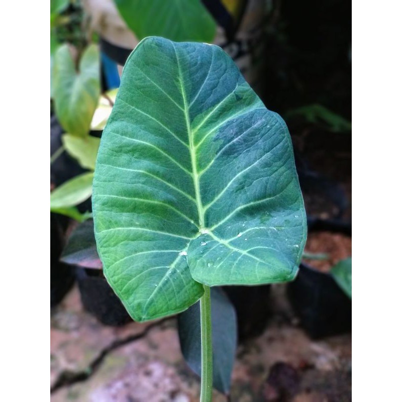 Alocasia Varigata / alocasia Thaioba Varigata