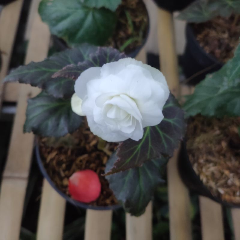 begonia mawar