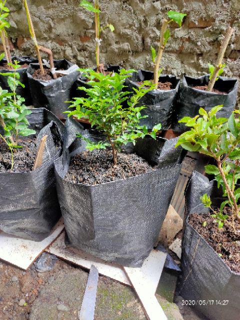 Planterbag 25 Cm