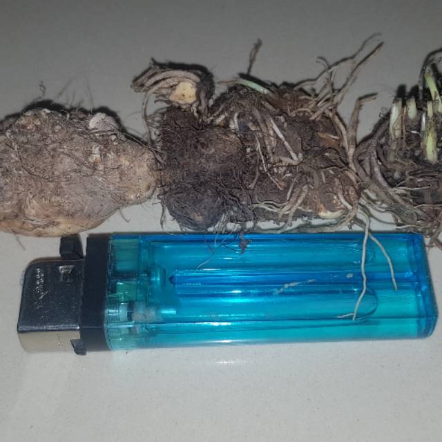 Umbi/bonggol keladi liliput mutiara klas .A.super. harga tercantum untuk harga/biji