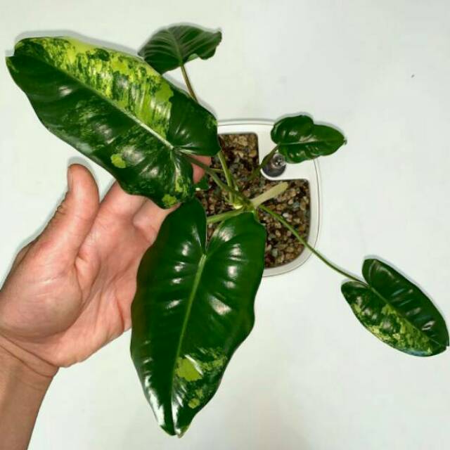 Philodendron Burle Marx Variegata Burle Mark Variegata Shopee Indonesia