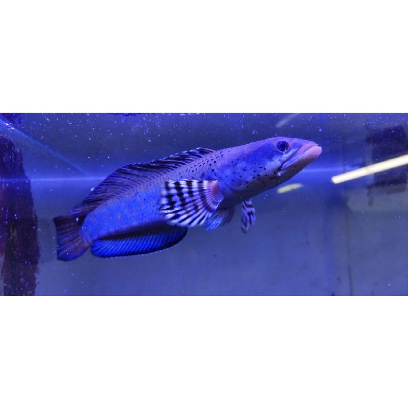 Pulchra