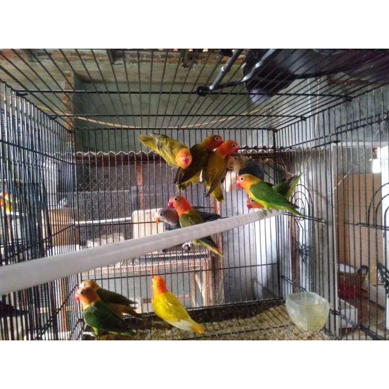 Lovebird Biola / Lb / Lovbird Bio / Lakbet