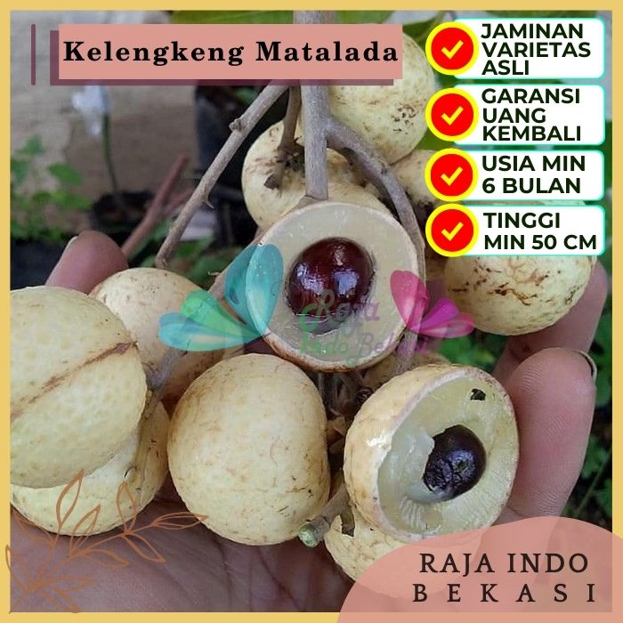 Bibit Tanaman Buah KELENGKENG MATALADA Premium