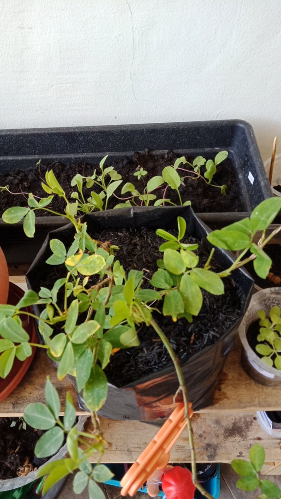 Tanaman Hias - Bibit Bunga Kacang Kuning