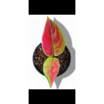 baby aglonema murah / aglonema hengheng