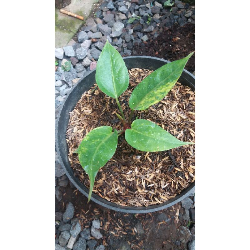 hokeri pink varigata bibitan
