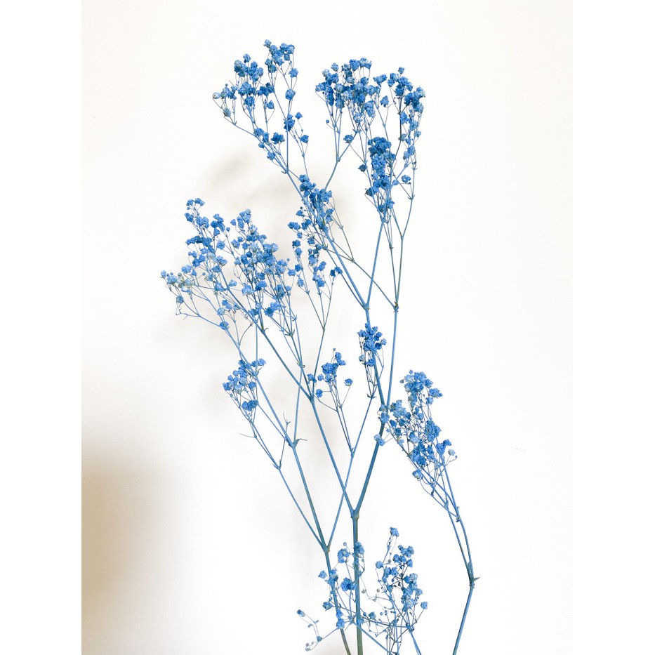 Blue Series Dried Baby Breath / Baby Breath Kering
