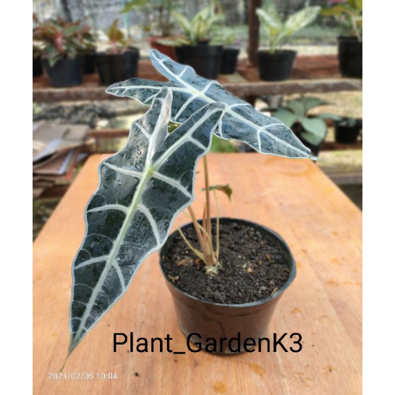 Alocasia Amazon
