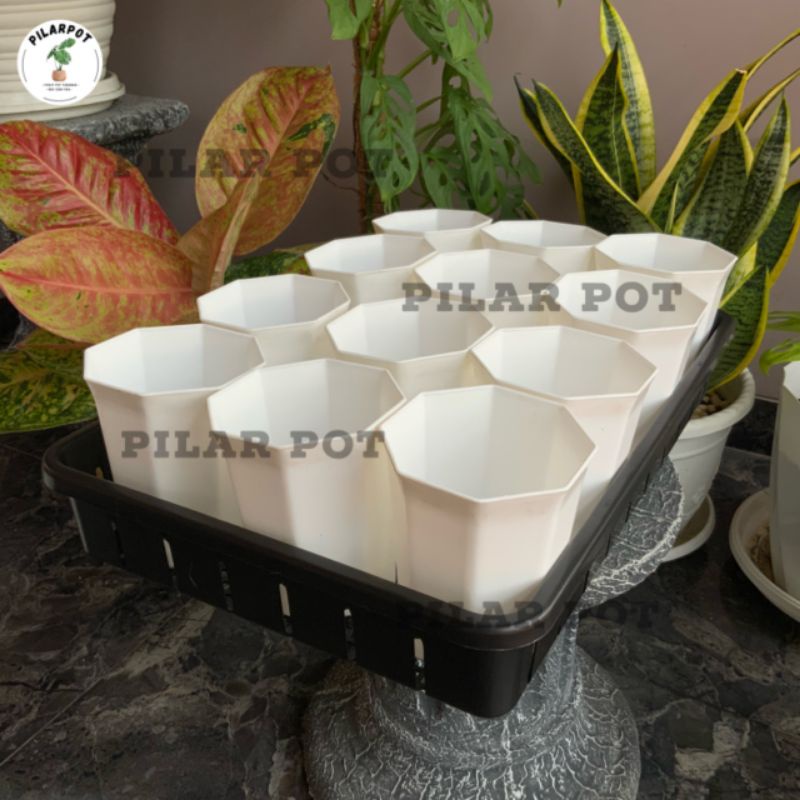 1 SET TRAY + 12 POT PAGODA 10 PUTIH TRAY NKT 50CM | TRAY SEMAI BIBIT