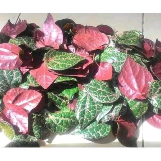 

Daun sirih merah segar 10 lembar
