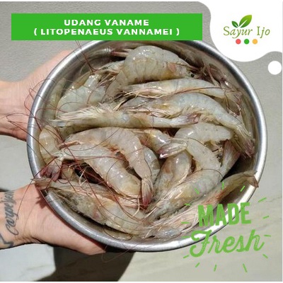 

Udang Vaname Size SEDANG 250 Gram Fresh Shrimp BUKAN BEKU Seafood Segar