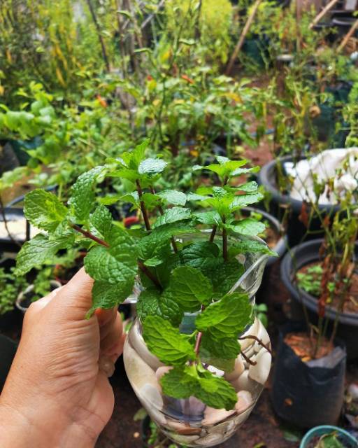 BIBIT DAUN MINT SIAP TANAM (beli 5 bonus 1)