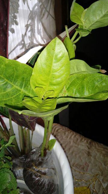 Tanaman Hias Bunga Melati Jepang