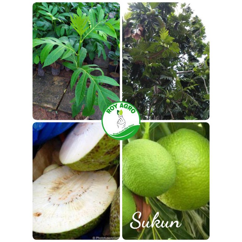 Bibit Sukun valid bisa menjadi Sukun rebus Sukun goreng sukun Kripik