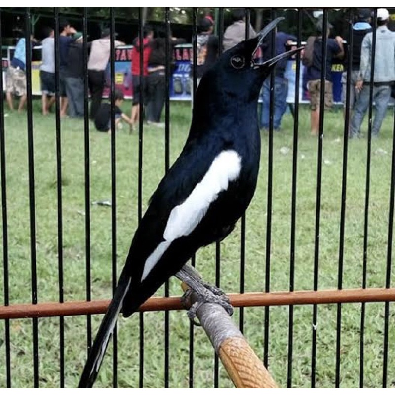 Burung Kacer Jawa timur wulung dada hitam jantan rawatan