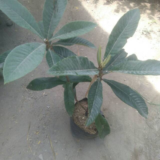 Tanaman buah Sawo Mame Sapote