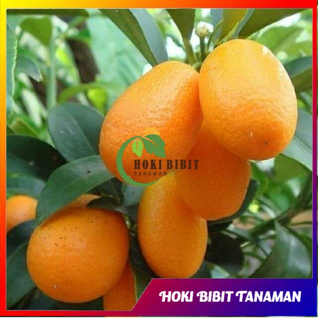 Bibit Jeruk Nagami Super Cepat Berbuah