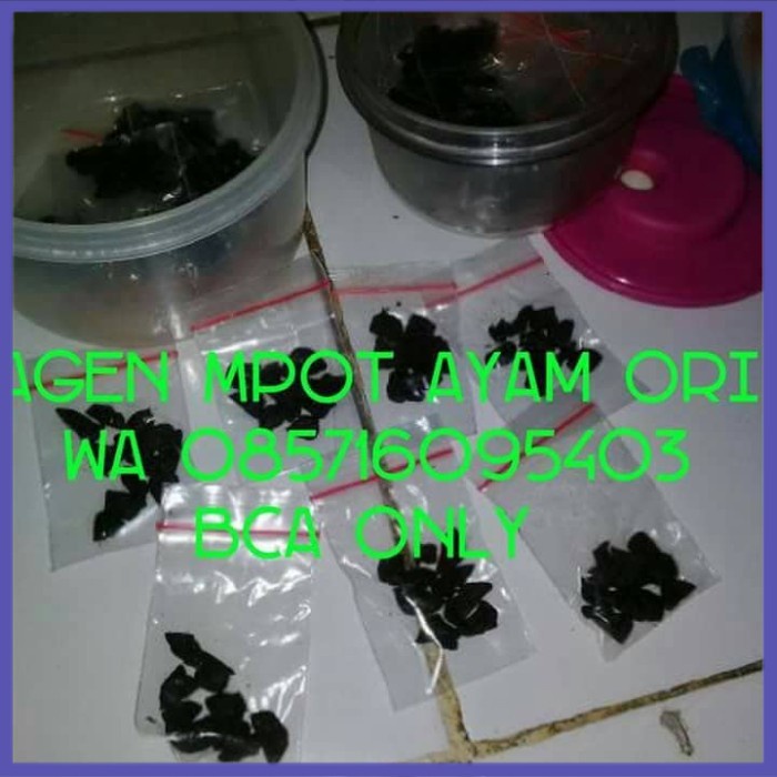 

✔ COD ✔ Empot ayam original/jamu sehat wanita/kesehatan wanita