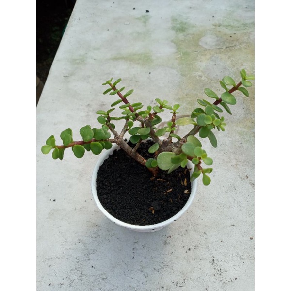 portulacaria afra