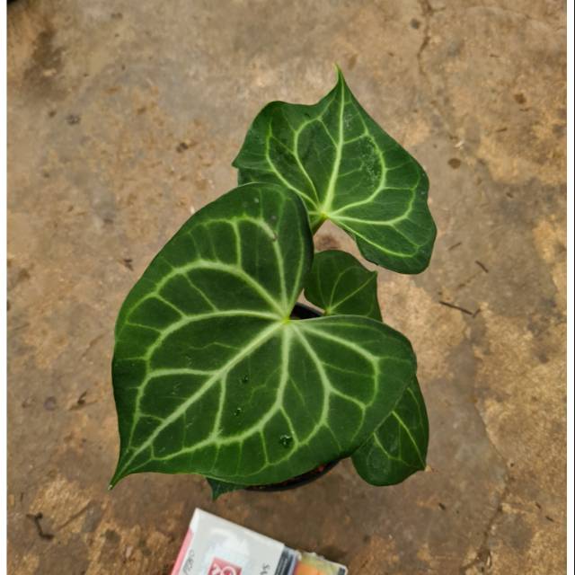 bibit hybrid anthurium tarantula x regale