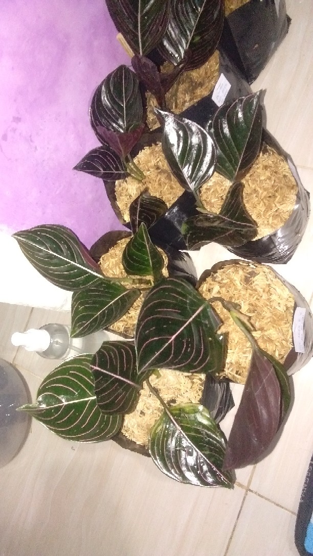 Aglonema Rotundum Aceh 2daun Reamja