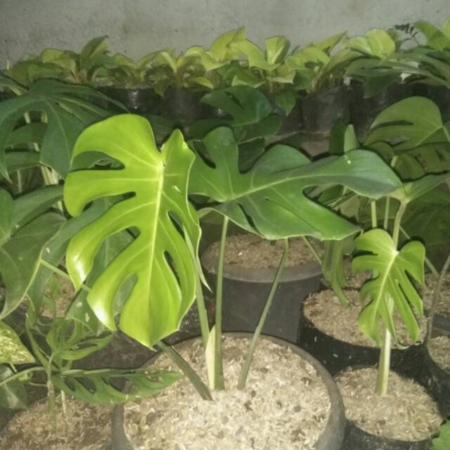 Tanaman Hias Monstera Deliciosa Monstera King Shopee Indonesia