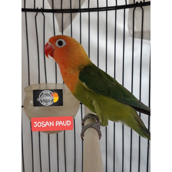 LOVEBIRD JOSAN