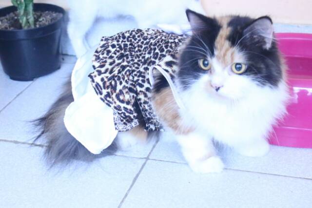 Dress macan untuk kucing &amp; anjing /Jual Baju Kucing Terlengkap &amp; Berkualitas size S-XL