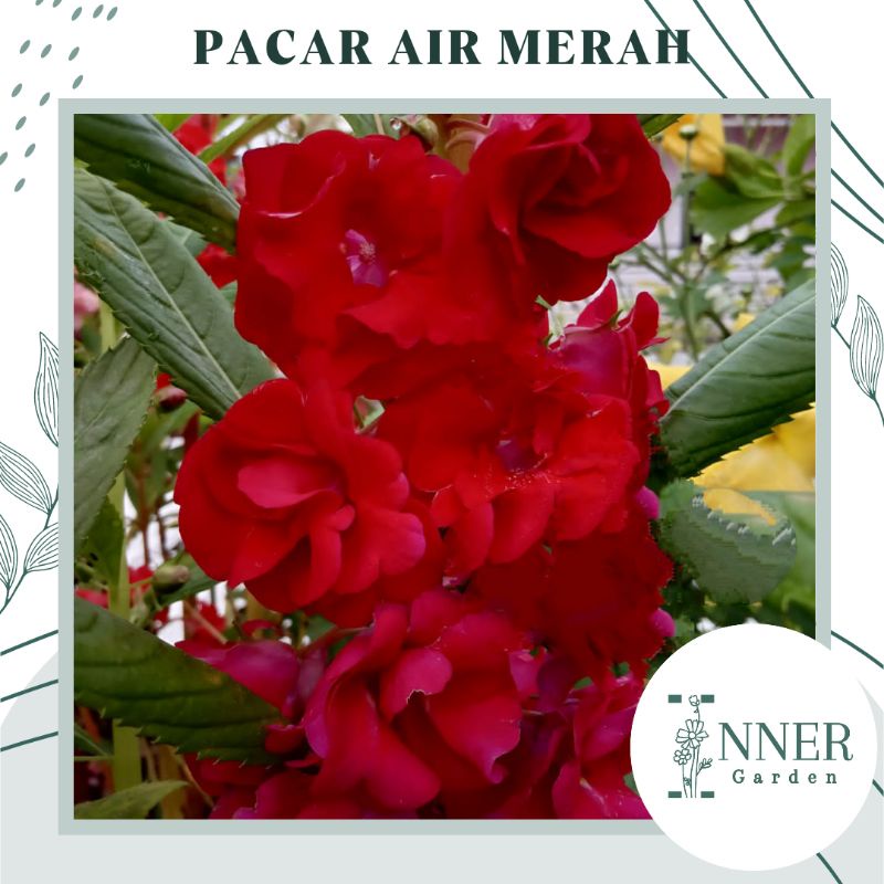 5 Biji Benih Pacar Air Merah Tumpuk Red Impatiens Balsamina