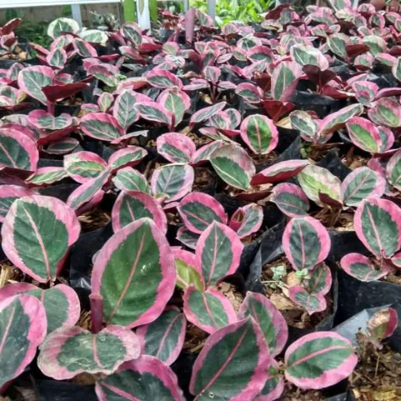 tanaman hias calathea cintya pink