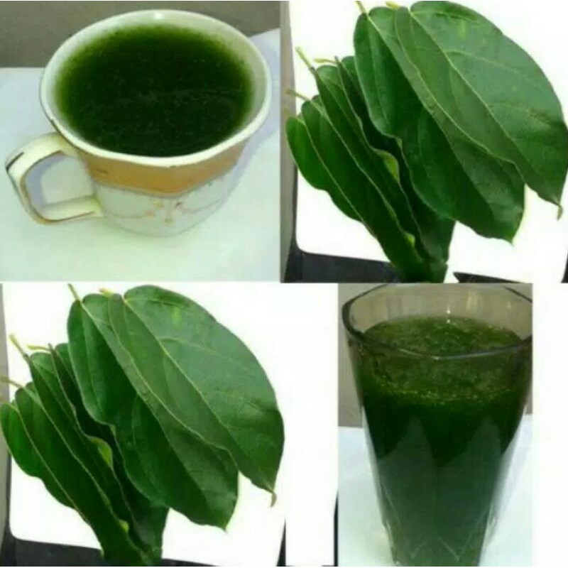 

DAUN CINCAU PERDU 100% ORGANIK