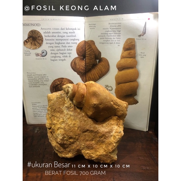 Bongkahan Fosil Keong Alam B94 atau Fosil Keong Natural atau Kol Buntat Temuan