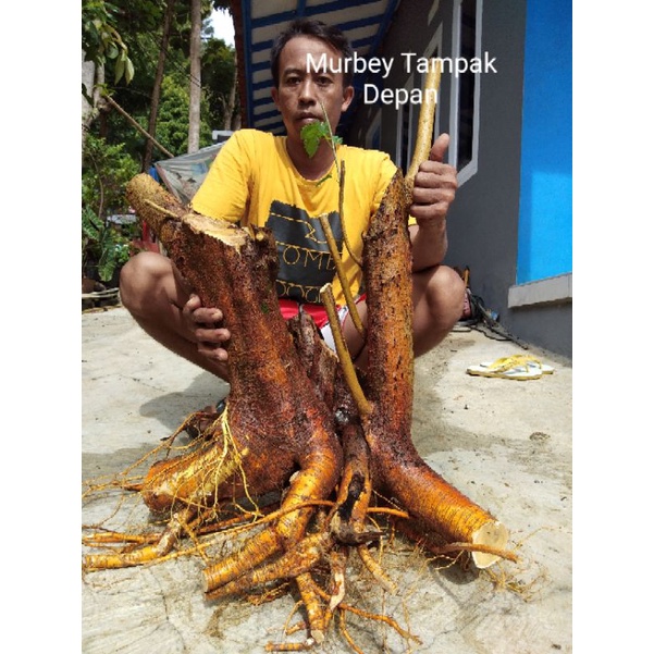 Bahan Bonsai Murbei Jumbo XL, L, M Berkarakter