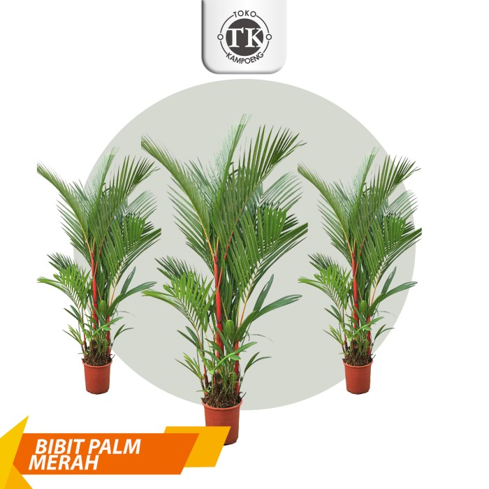 Biji Benih Tanaman Palem Merah Lipstik Palm - BIJI TUA