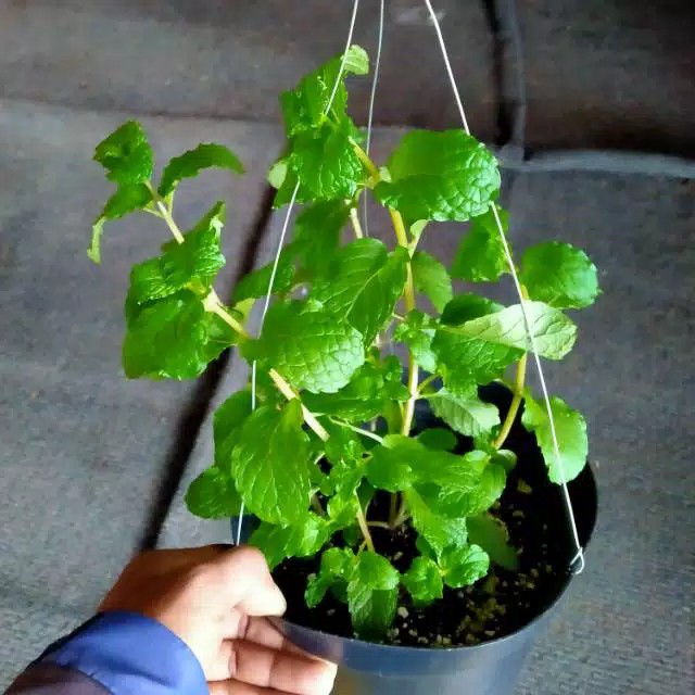 

pohon herbal mint