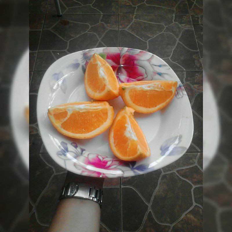 bibit jeruk sankis okulasi cepat berbuah