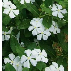 Serbuk Daun Tapak Dara 500 g Simplisia Tapakdara Vinca Bubuk Tapak Doro Catharanthus roseus