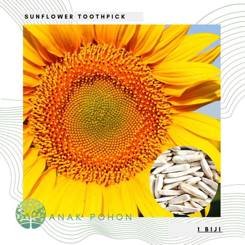 Benih Bibit Biji - Sunflower Toothpick Bunga Matahari Penghasil Kuaci Kwaci Putih Flower Seeds - IMPORT