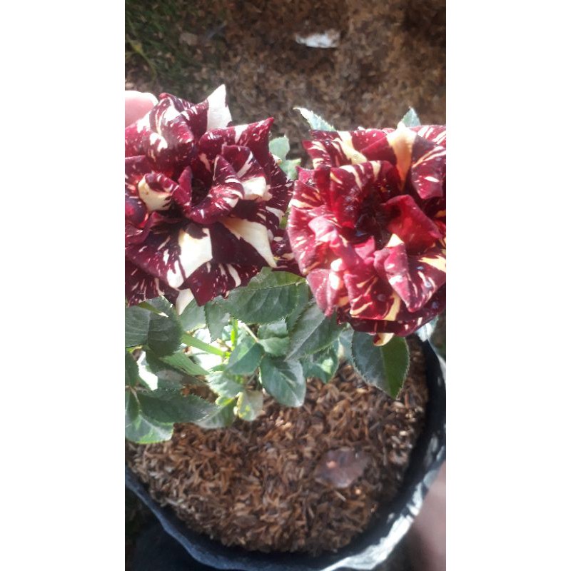 Mawar Import Tumpuk Kelopak Besar