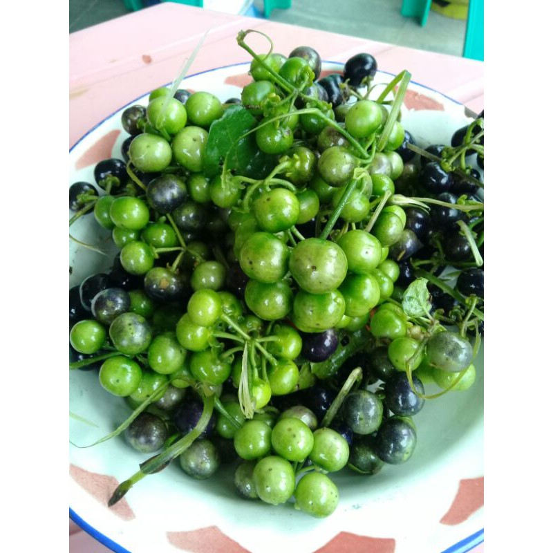 

Buah lenca segar baru di petik 1kg